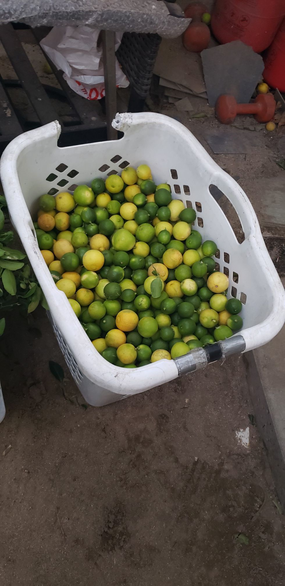 Free lemons(pending pick up)