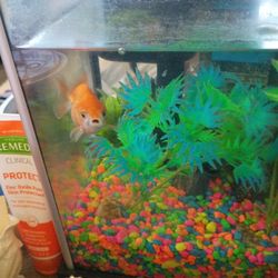 Gold Fish In Small Filtered Tank