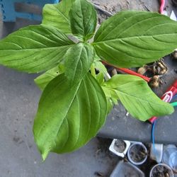 Smells So Good! Cinnamon Basil Plants, Grown From Seeds