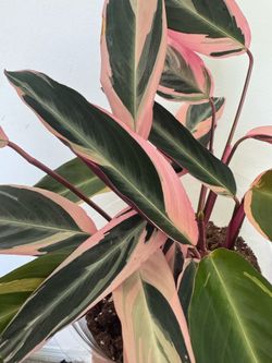 Plant 6in