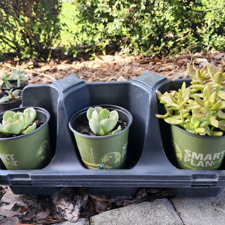 Four Baby Plants For 10 Dollars Come Pick Out Any Five Little Mini Plants From Jade Plant To Succulents To Basil Aloe Plants
