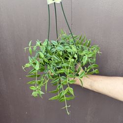 6” Hoya Bella
