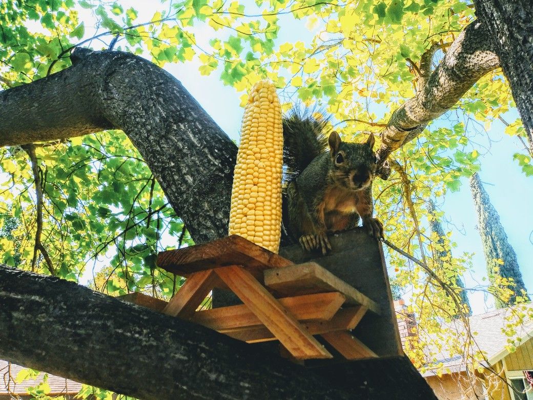 Rustic squirrel picnic tables