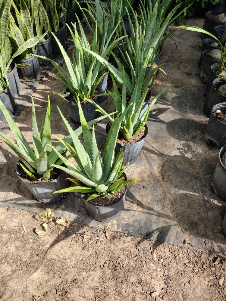 Savilas,Aloe Vera