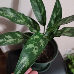 Maria Chinese Evergreen Plant - Aglaonema - Low Light