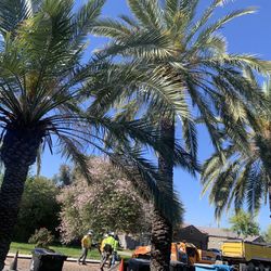 Palm Trees & Irrigation (sprinklers )