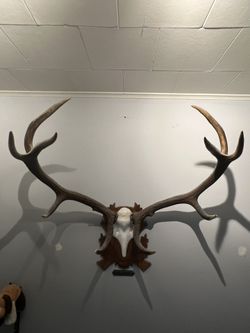 Real Antlers 