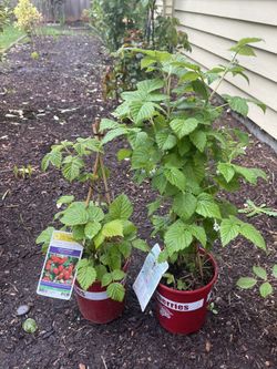 brand New Healthy Raspberry Bush