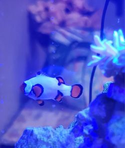 Wyoming White Clownfiishh