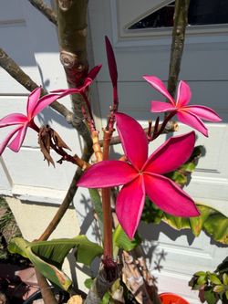 Plumeria NOID tricolor, dark pink with orange center