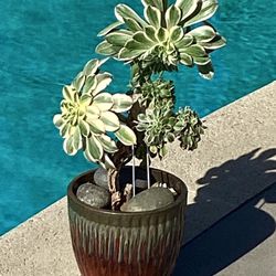 Crested Succulent In A Ceramic Pot