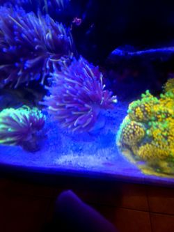 New York Knicks Torch Fake Coral
