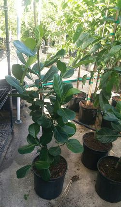Jackfruit trees