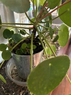 Pilea Plant 🪴 