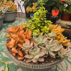 Big 12 inch pots of succulents sw ho⁷⅞