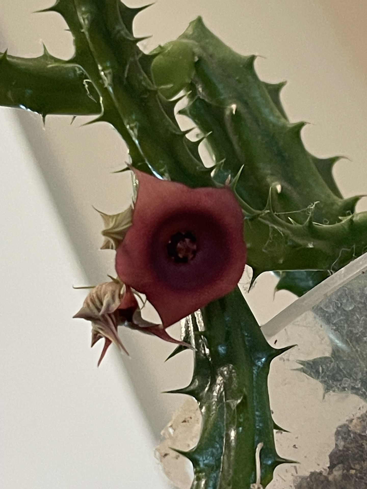 8” Organic Homegrown Rare “Red Dragon” Starfish Cactus (Huernia schneideriana) Succulent Houseplant Plant w/pot