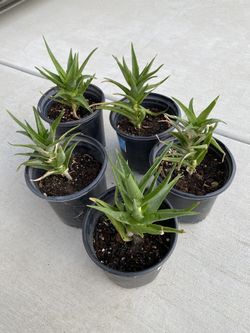 Succulents