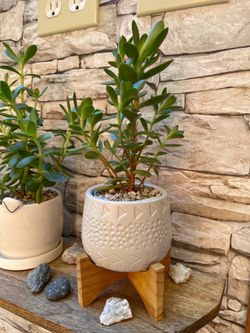🎁Cute house succulent in textured pot with base 4.5"