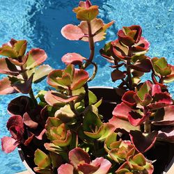 Red succulent in grey pot