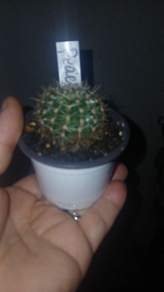 Cactus $3