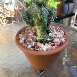 Crested Cactus In Clay Pot 