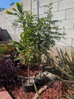 25 Potted Ficus Trees in Black Nursery Containers