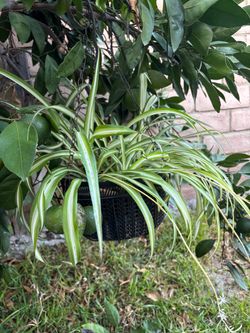 Plant