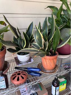 2 - plants birds nest snake plants