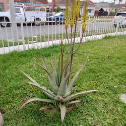 Sabila plant muy buena medicinal