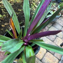 Plants Each Ask 8.00 No Pots Inc Just Plants  Cash 8.00