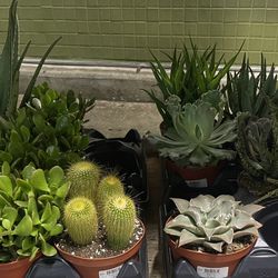 Beautiful Succulents and Aloe Plants for Sale