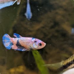 Bettas For Sale!
