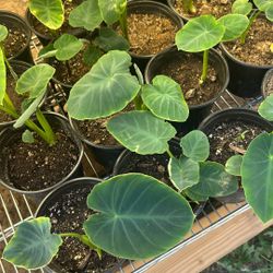 Taro 1/2Gallon $25 Edible Garden Plant