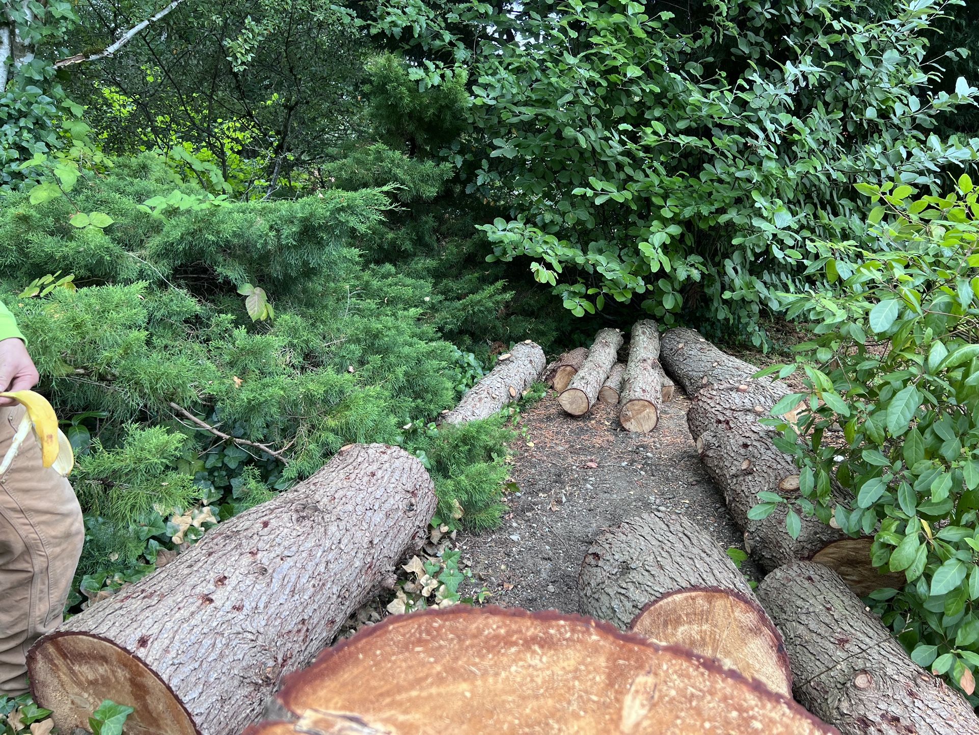 Maple And Spruce Rounds And Logs
