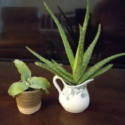 Aloe Plant &Century Plant