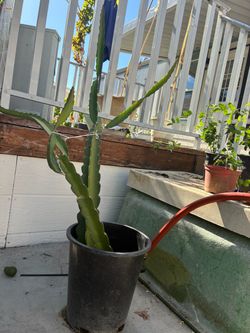 Red Dragon Fruit Cactus