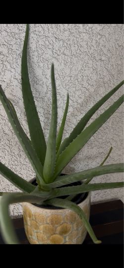 Aloe Vera 24” Plant leaves width 2”