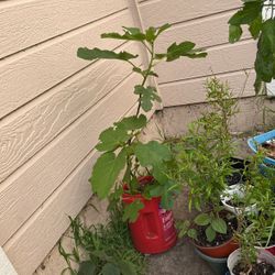 $15 Fig Plant 