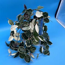 Hoya Carnosa (‘Krimson Queen’) 