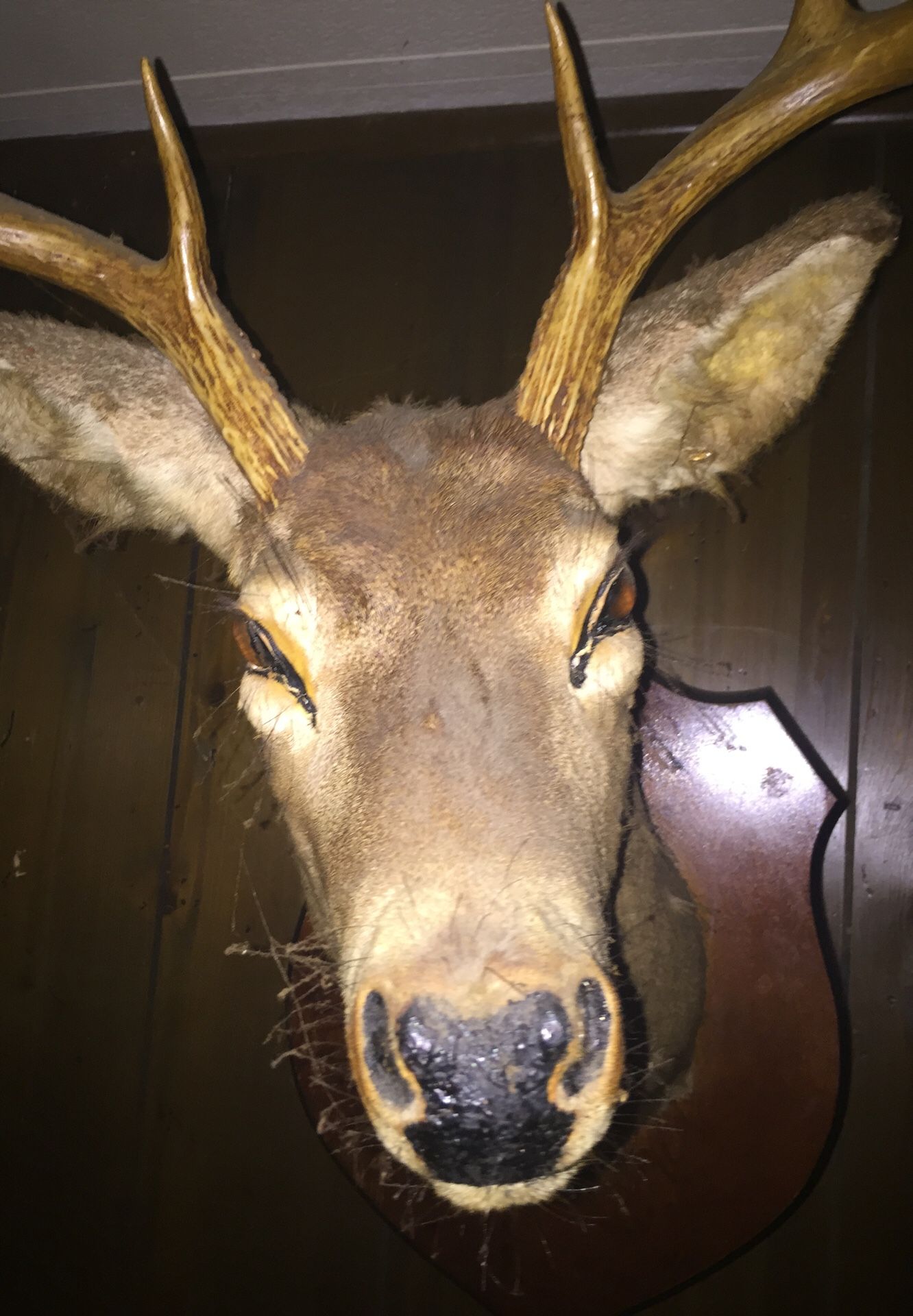 8 pointed mounted deer head for Sale in Bushnell, FL OfferUp