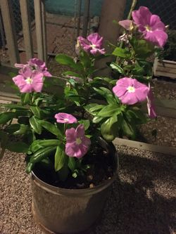 The plant hablo español