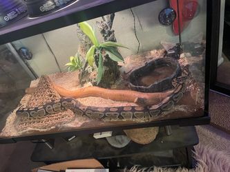 Reptile enclosure +Ball Python