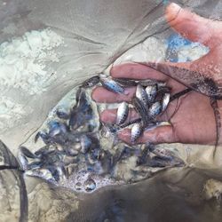 Texas Cichlids Fish Tank Decor
