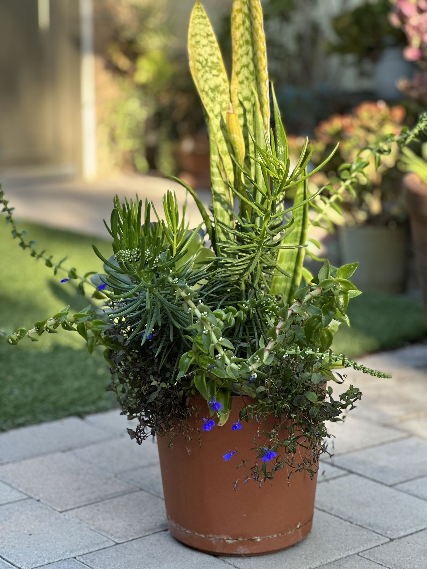 Assorted Succulent Plants