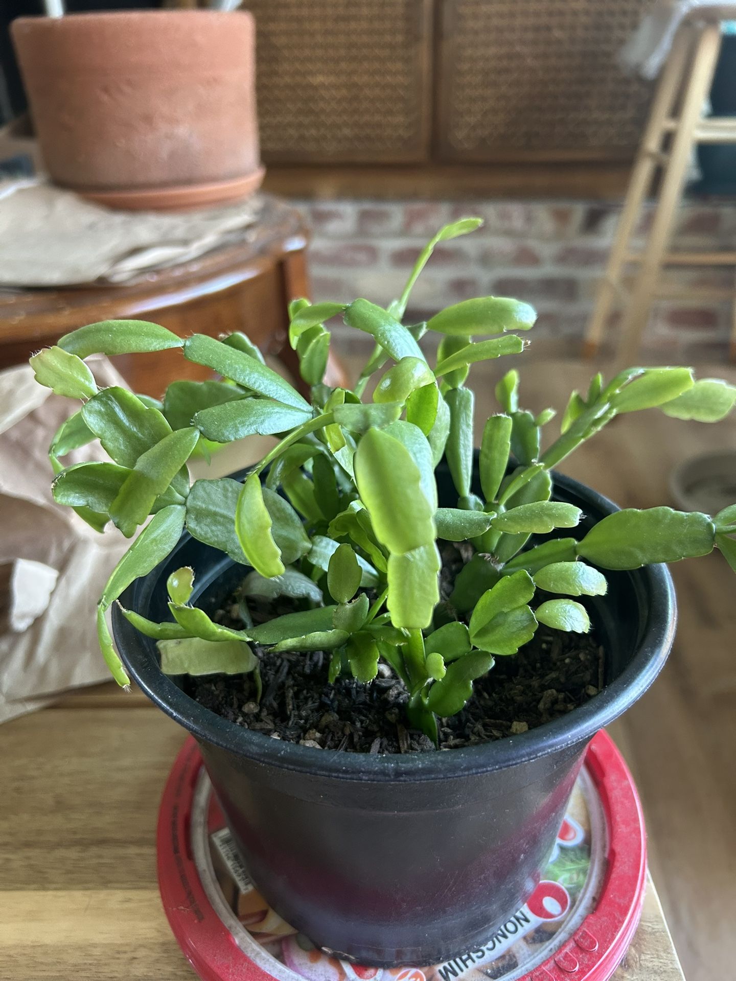 Very Pretty Christmas Cactus