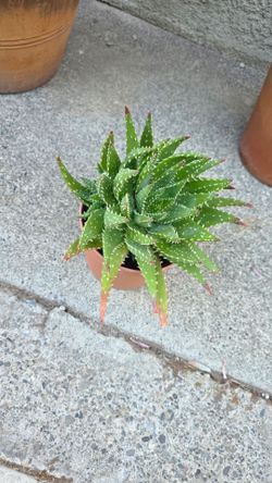 Plant