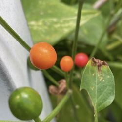 Plantas De Chiles Chilpitin. $10