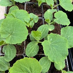 Kabocha Japanese pumpkin plant starts