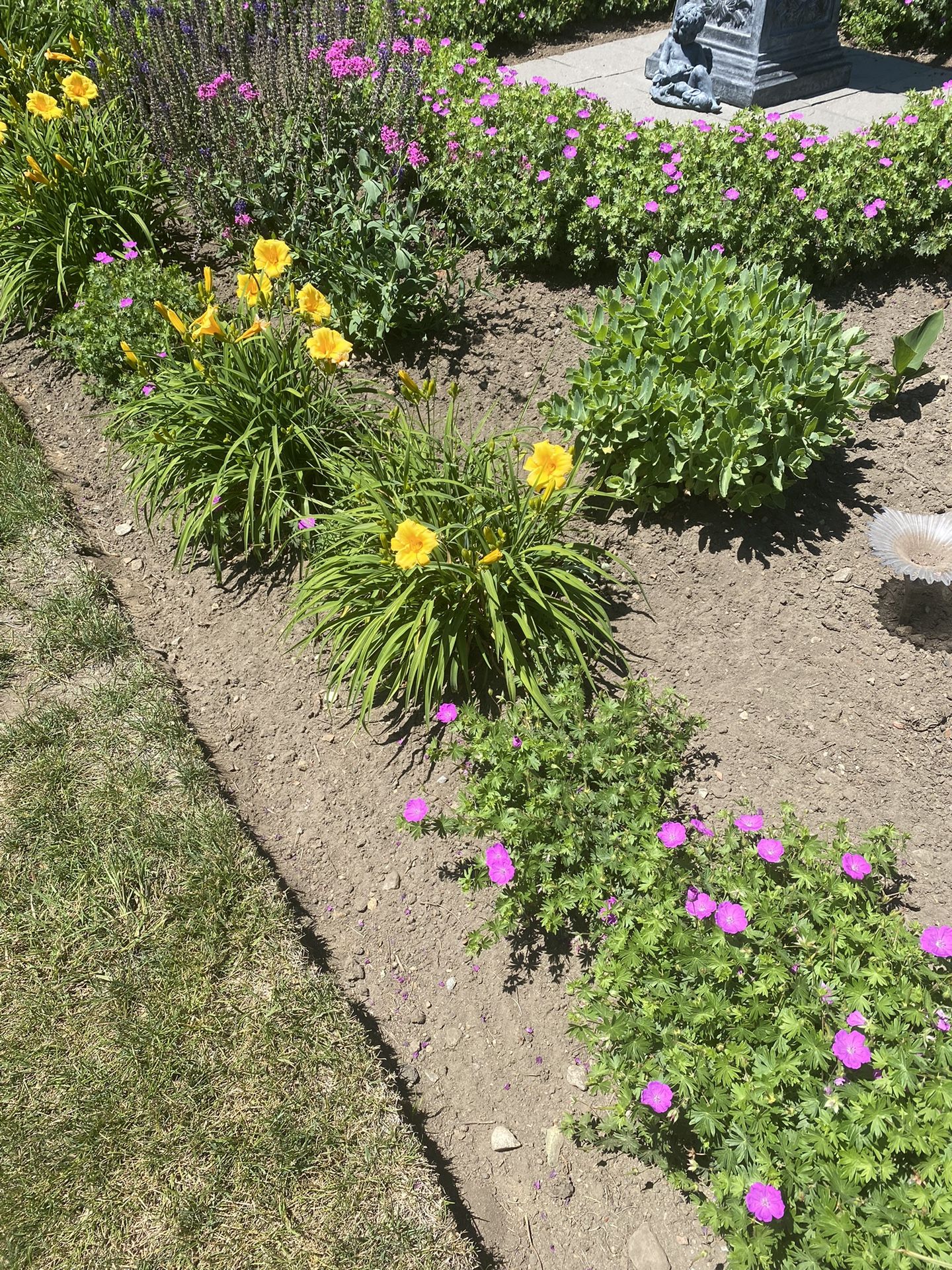Perennials For Sale, Very Reasonable