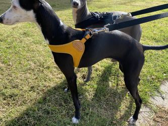 Dog Harness. Top quality “Charlie’s Backyard”